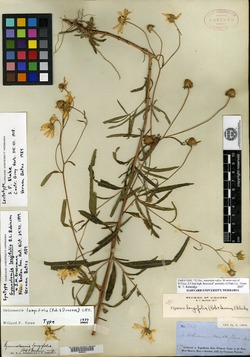 Heliomeris longifolia var. longifolia image