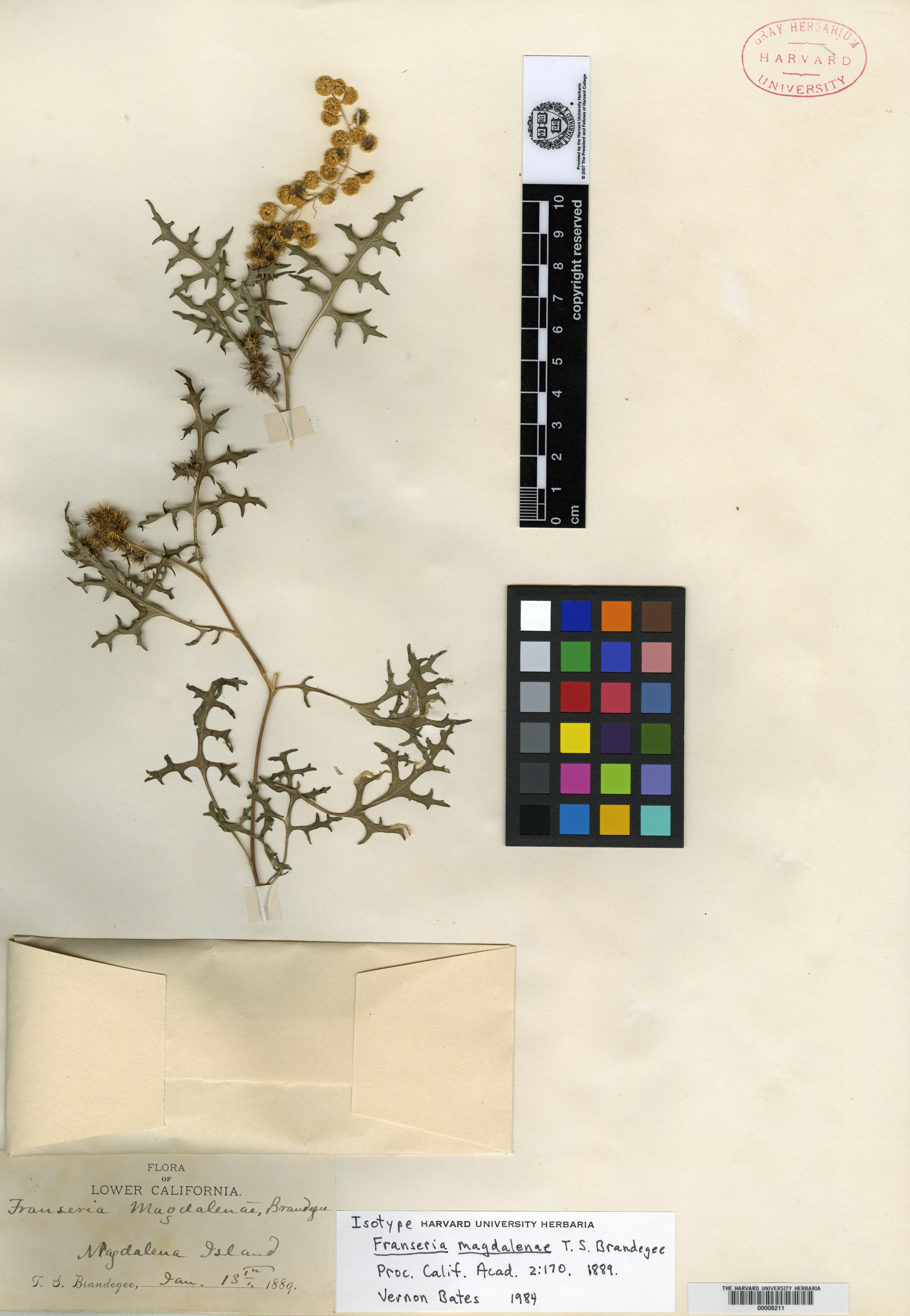 Franseria magdalenae image