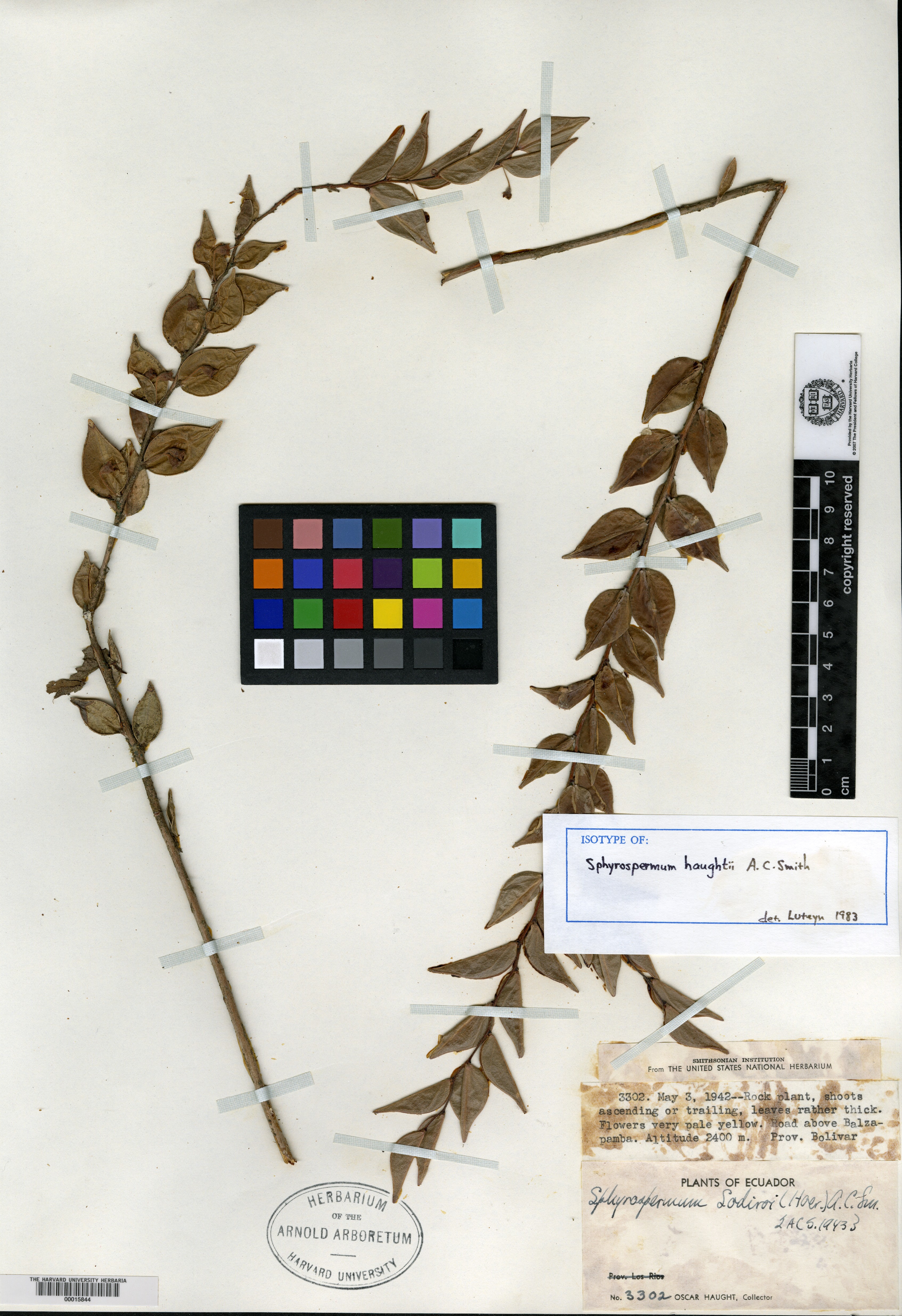 Sphyrospermum haughtii image