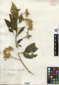 Solanum cochabambense image