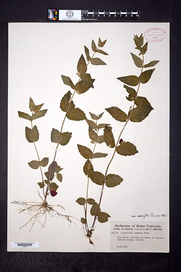 Scutellaria nervosa var. calvifolia image