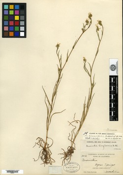 Amsinckia linearifolia image