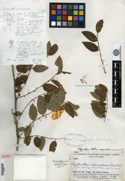 Meineckia neogranatensis image