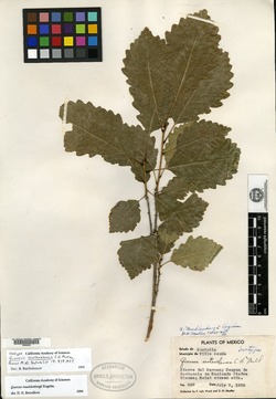 Quercus sentenelensis image