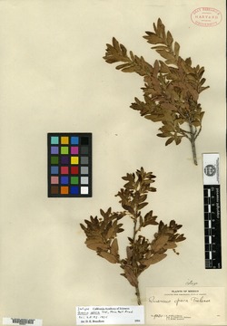 Quercus opaca image