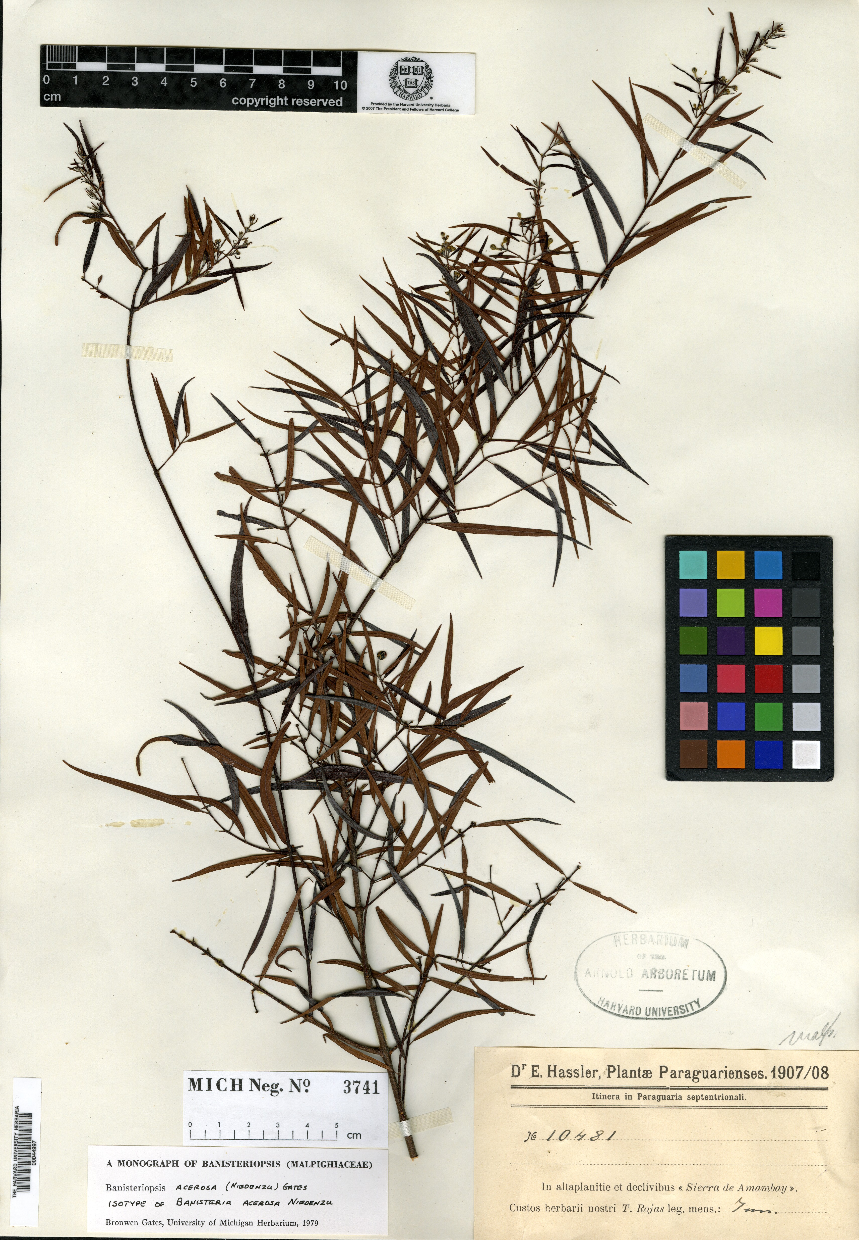 Banisteriopsis polygama image