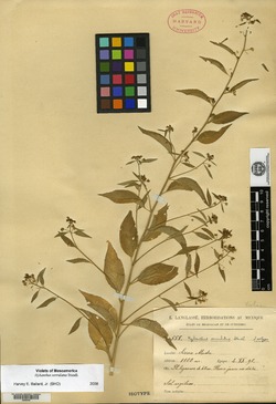 Hybanthus serrulatus image
