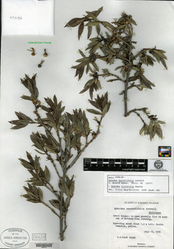 Ernodea serratifolia image