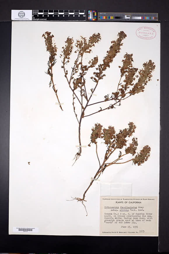Orthocarpus faucibarbatus subsp. albidus image