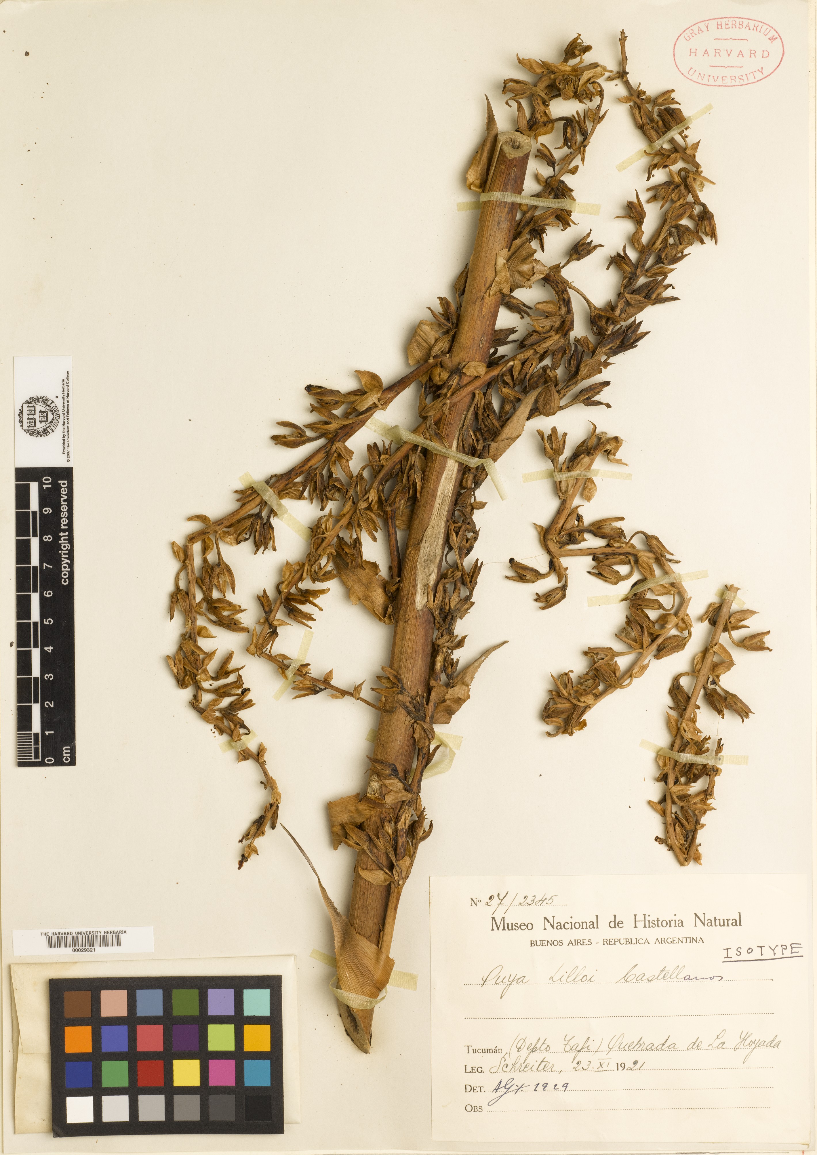 Puya reflexiflora image
