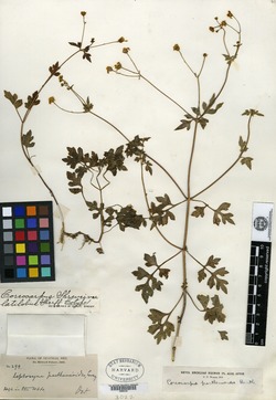 Coreocarpus shrevei var. latilobus image