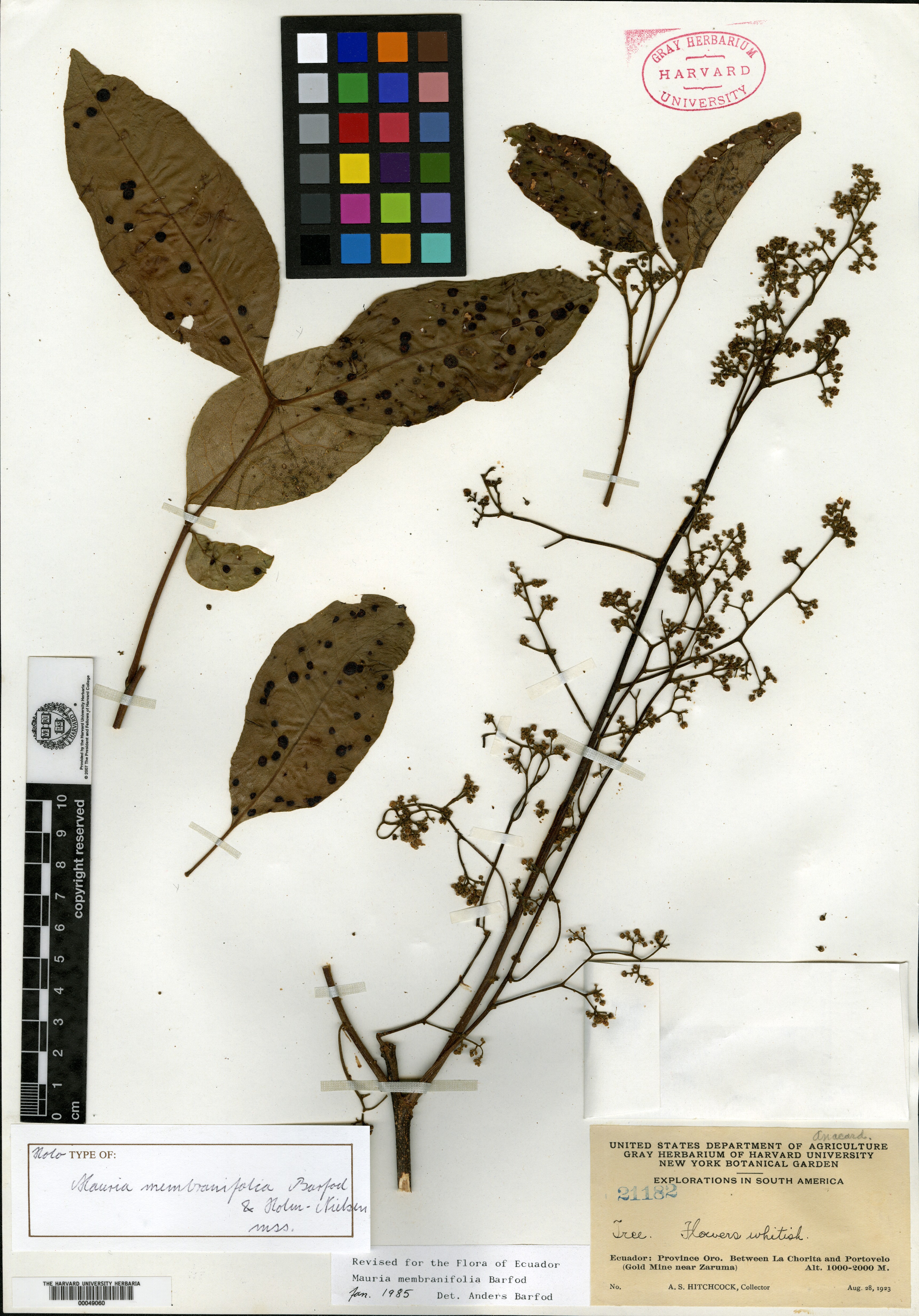 Mauria membranifolia image