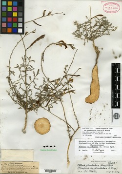 Peteria glandulosa image