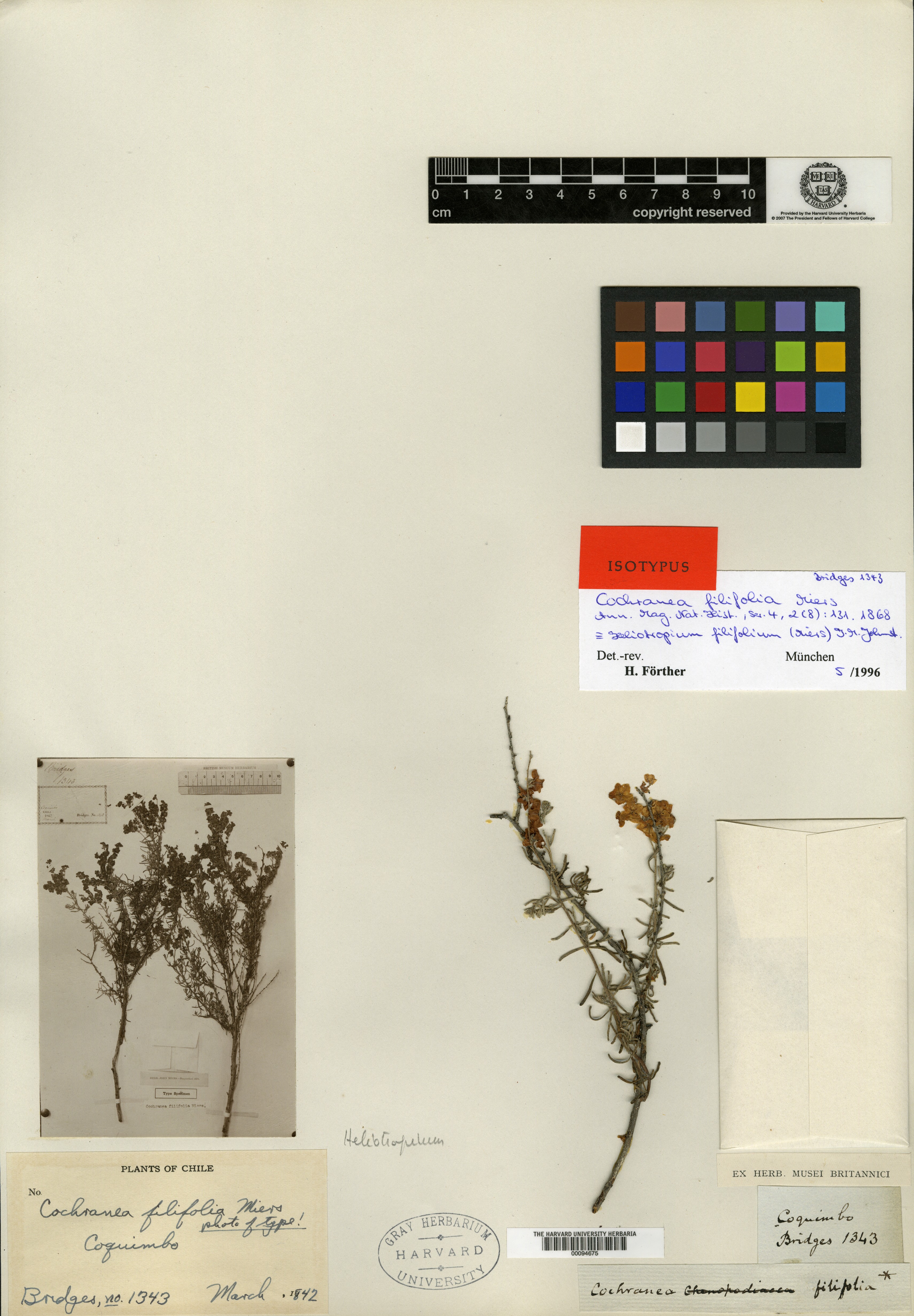 Cochranea filifolia image