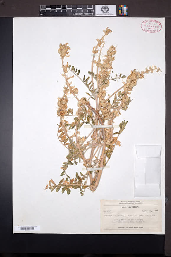 Astragalus lentiginosus var. kennedyi image