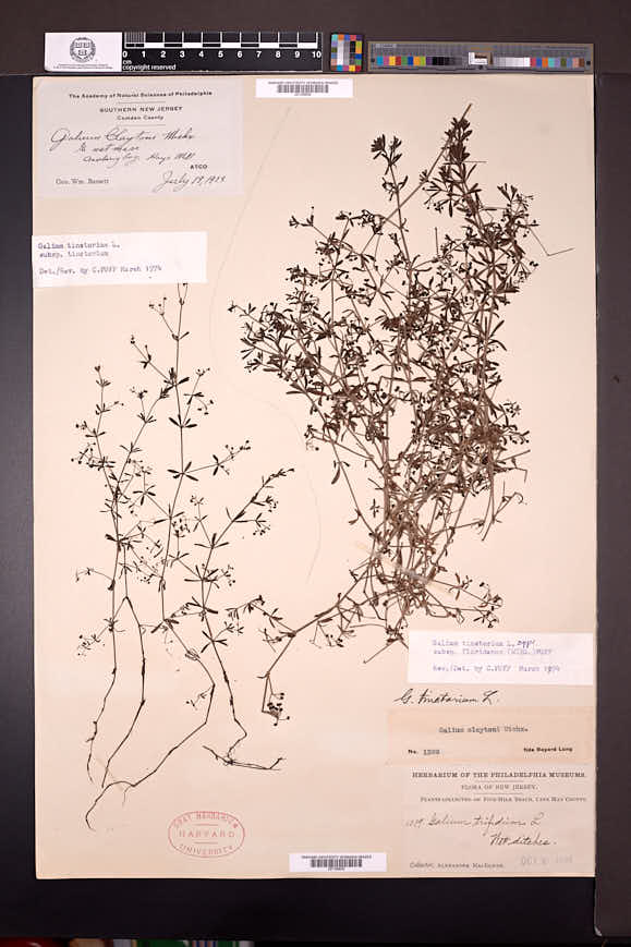 Galium tinctorium var. floridanum image