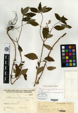 Cuphea tenuissima image