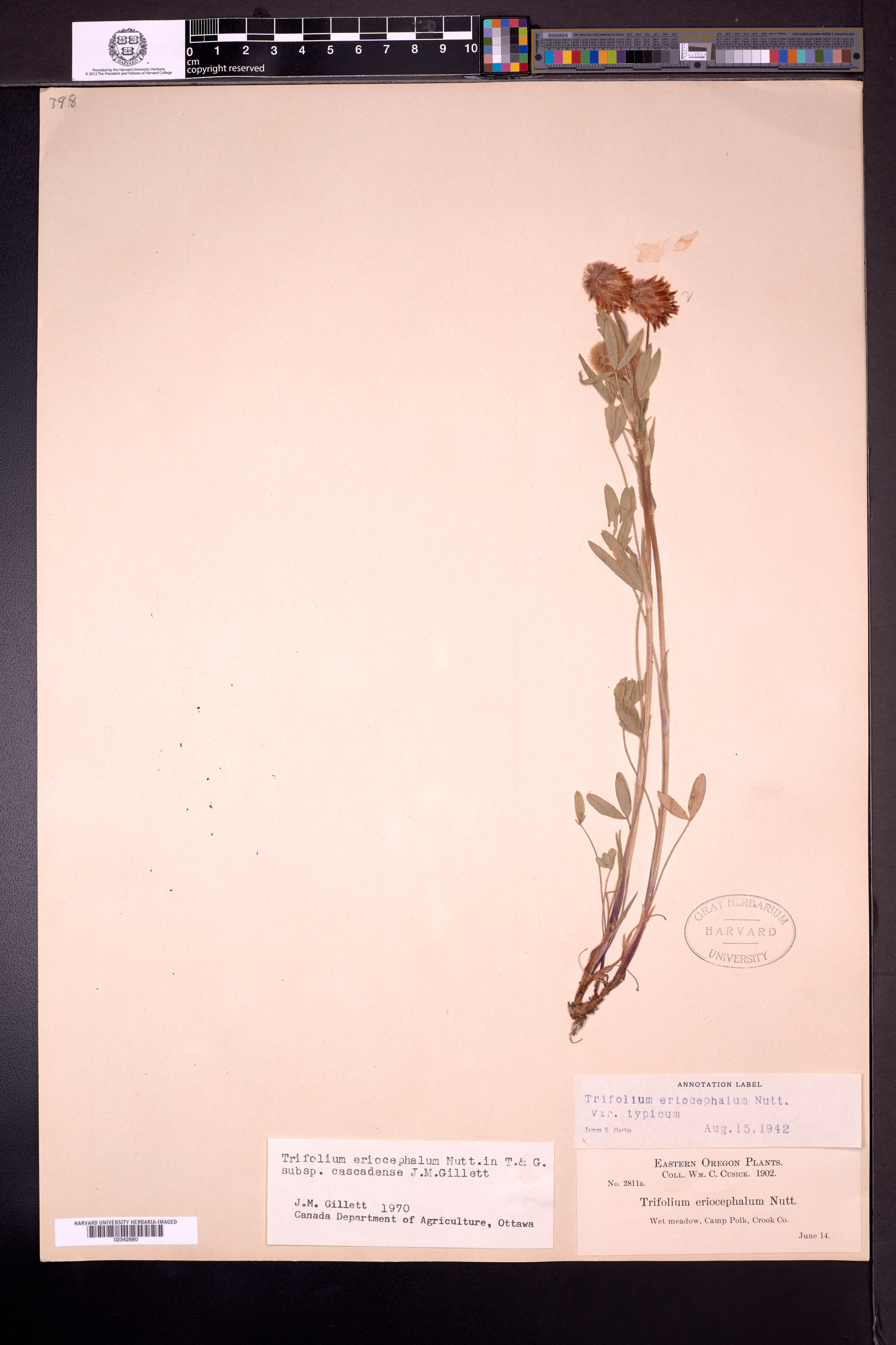 Trifolium eriocephalum subsp. cascadense image