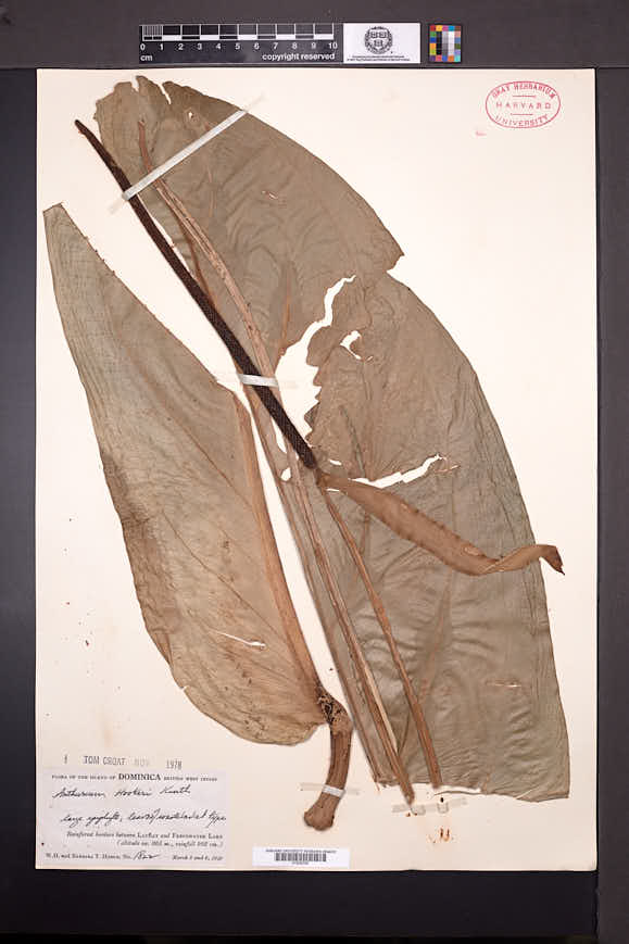 Anthurium hookeri image