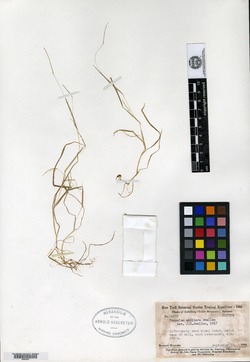 Paspalum galapageium image