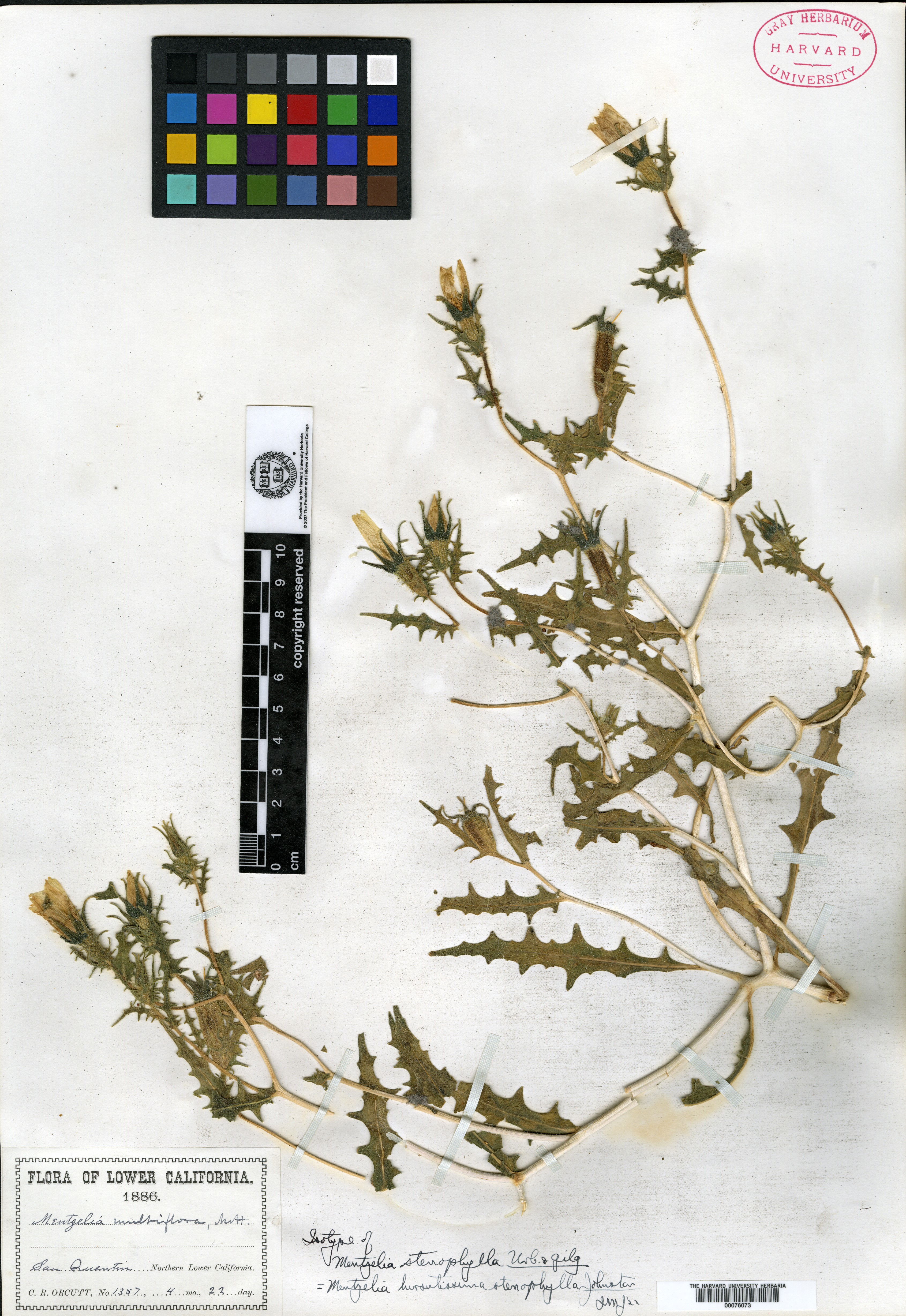 Mentzelia stenophylla image