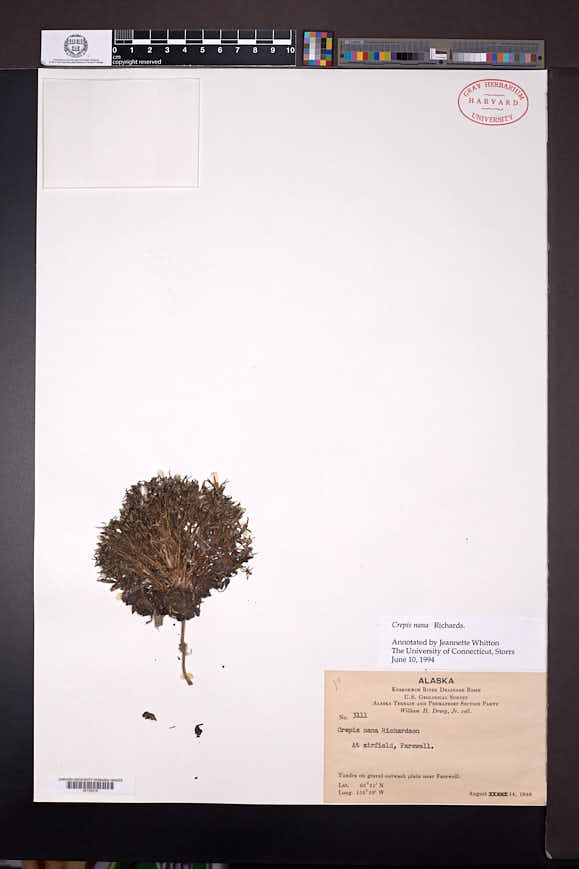 Askellia pygmaea image