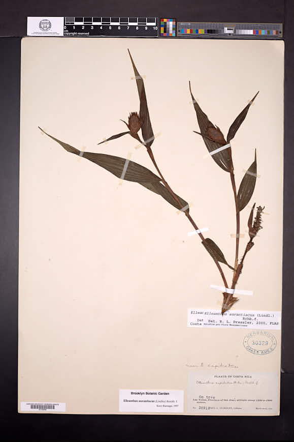 Elleanthus aurantiacus image