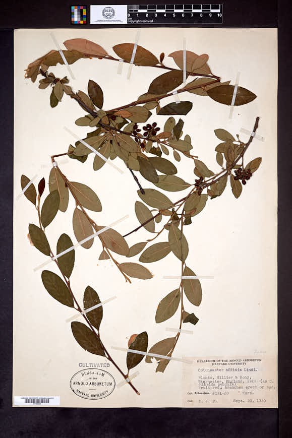 Cotoneaster affinis image