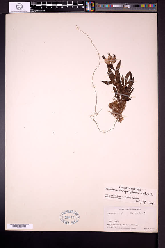 Epidendrum obliquifolium image