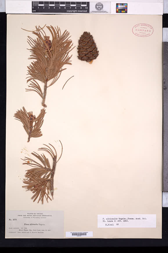Pinus albicaulis image