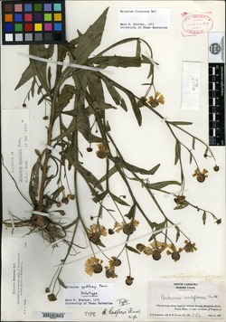 Helenium flexuosum image