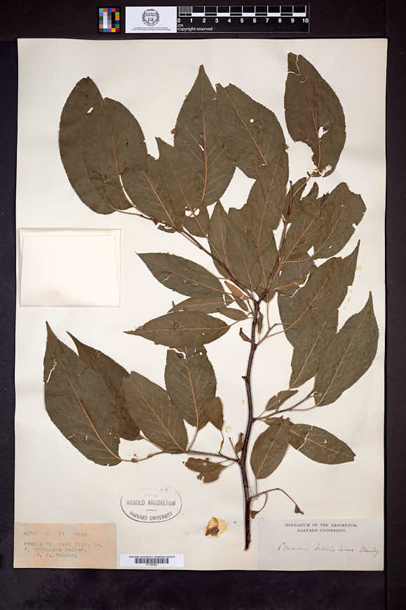 Prunus hortulana image