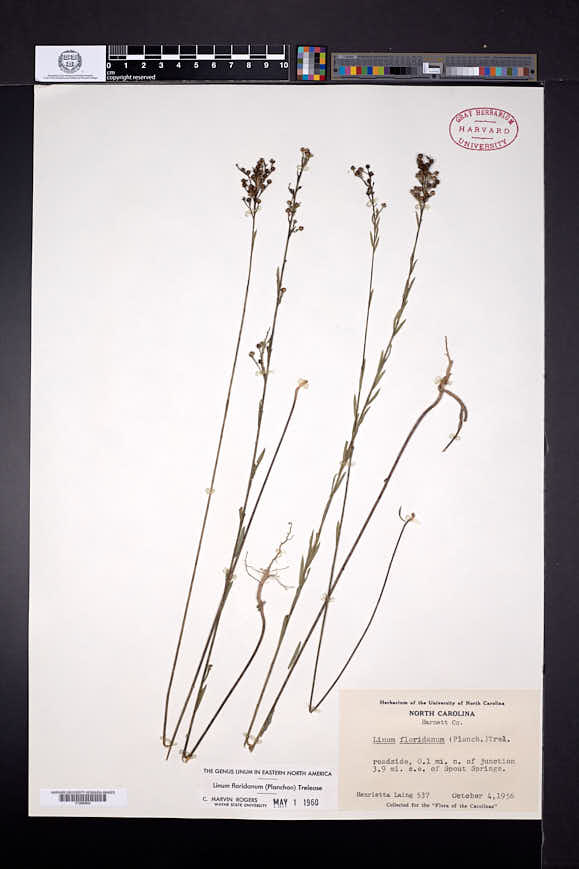 Linum floridanum image