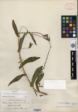 Romanschulzia arabiformis image