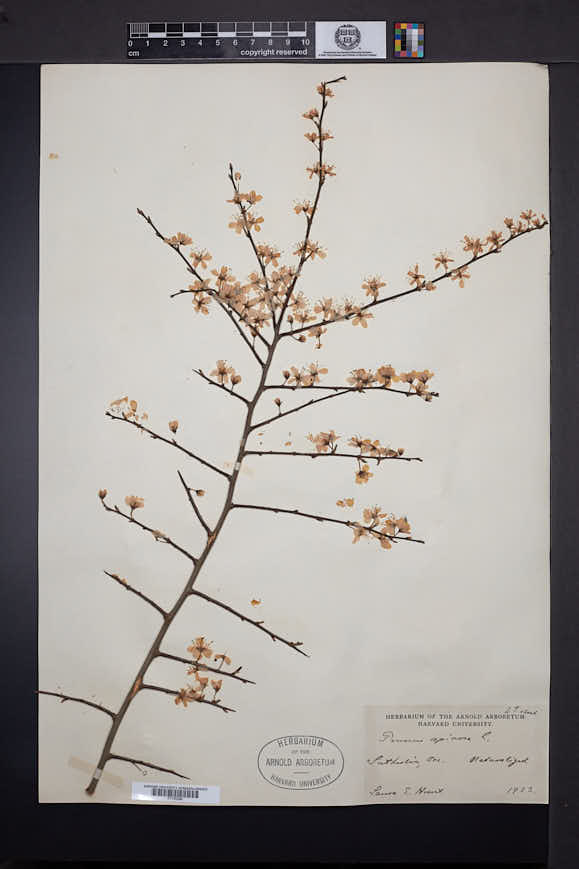 Prunus spinosa image
