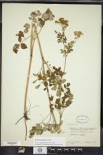 Thalictrum pubescens image
