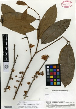 Calyptranthes eugenioides image
