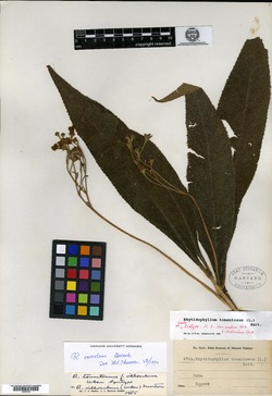 Rhytidophyllum exsertum image