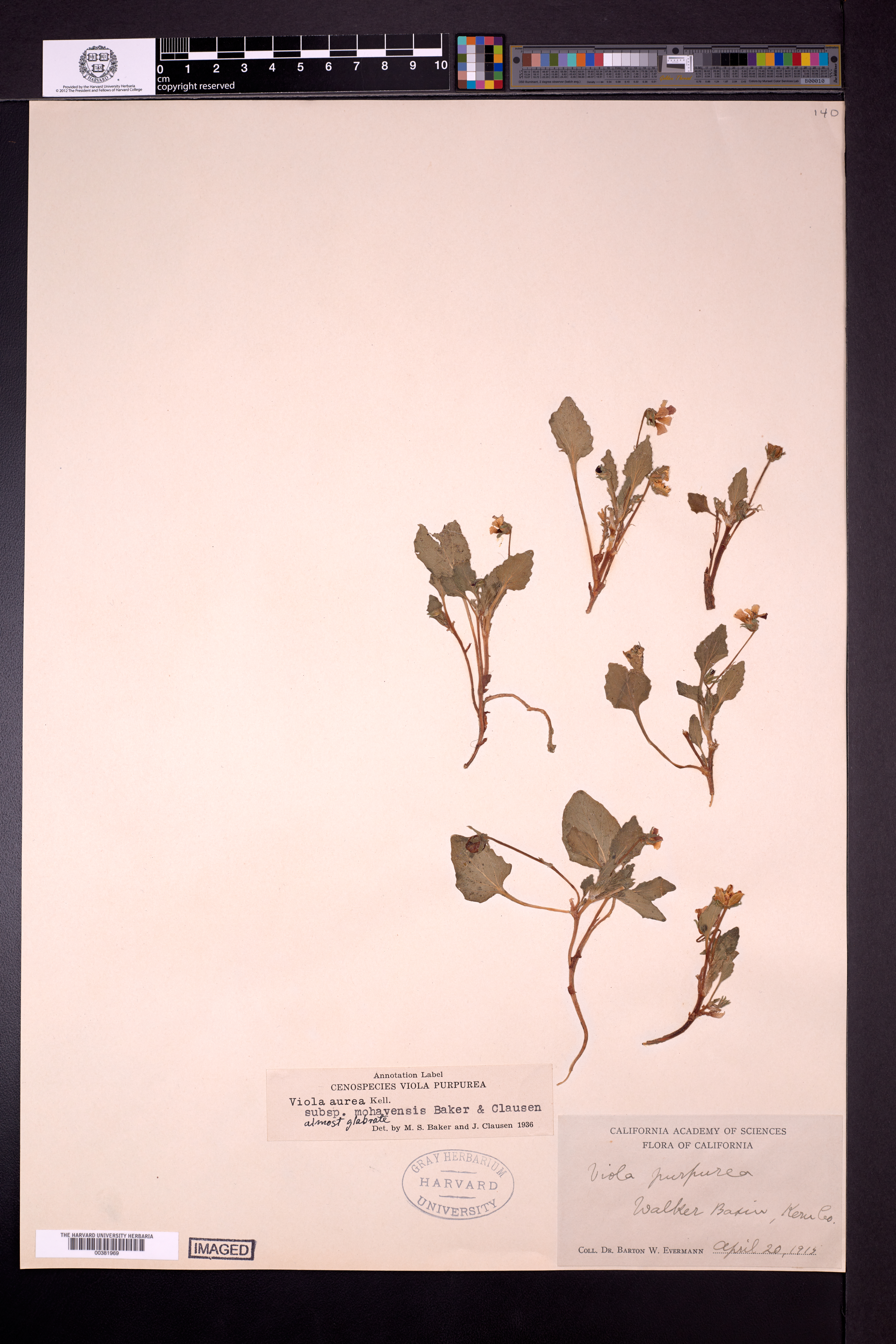Viola purpurea subsp. mohavensis image