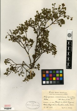 Calycogonium ramosissimum image