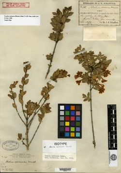 Abelia coriacea image