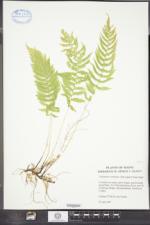 Coryphopteris simulata image