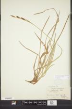 Carex polymorpha image