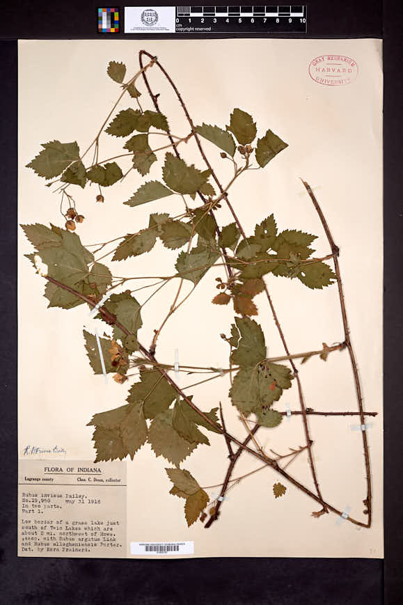 Rubus jaysmithii image