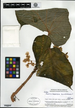 Begonia mayasiana image