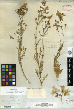 Schizanthus grahami image