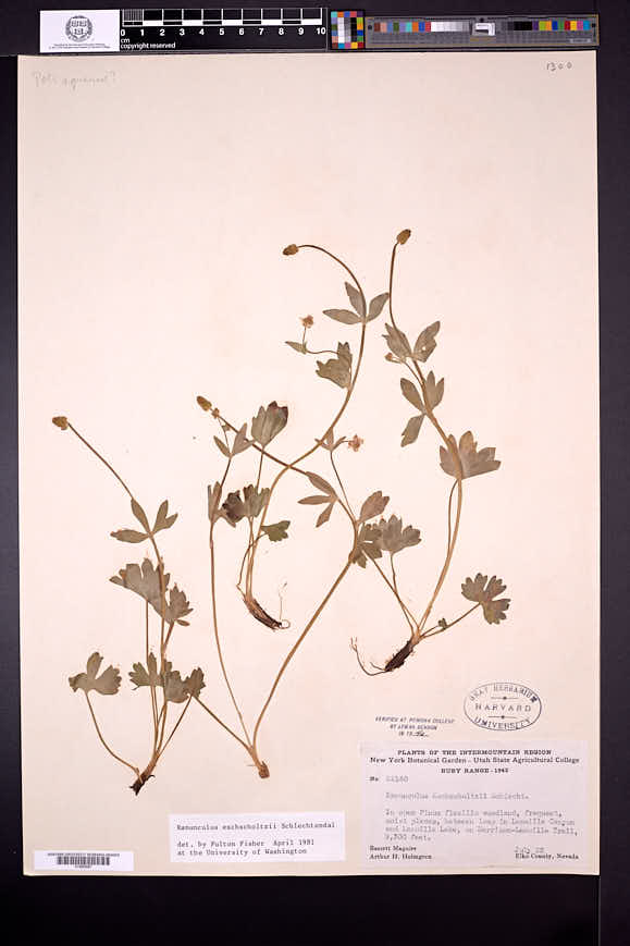 Ranunculus eschscholtzii image