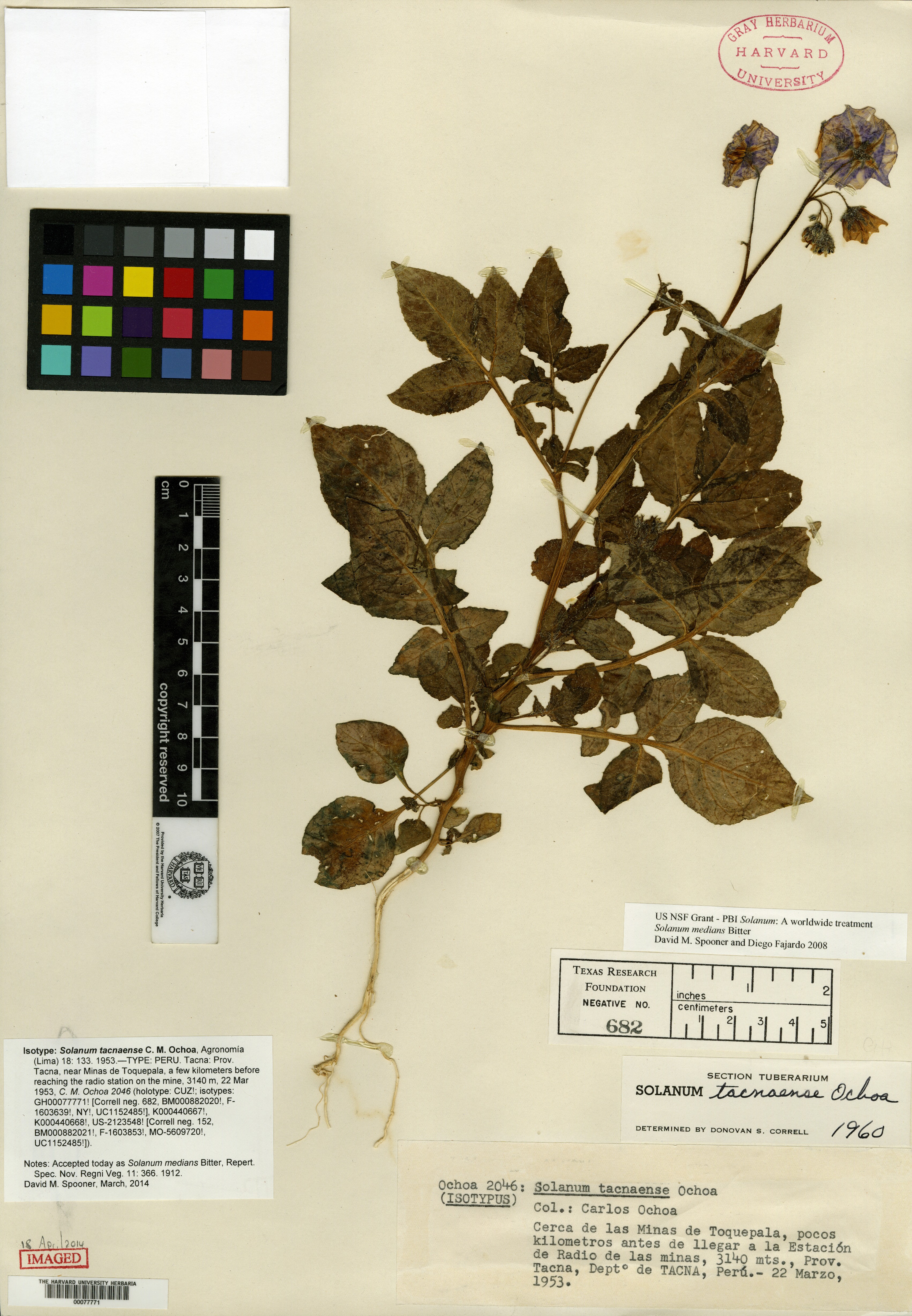 Solanum tacnaense image