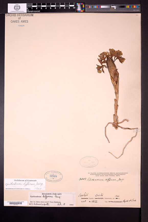 Epidendrum difforme image