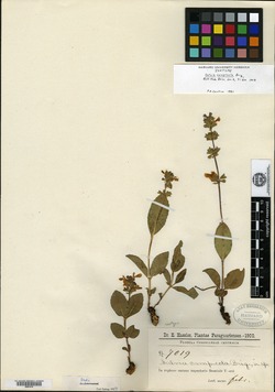 Salvia chiapensis image